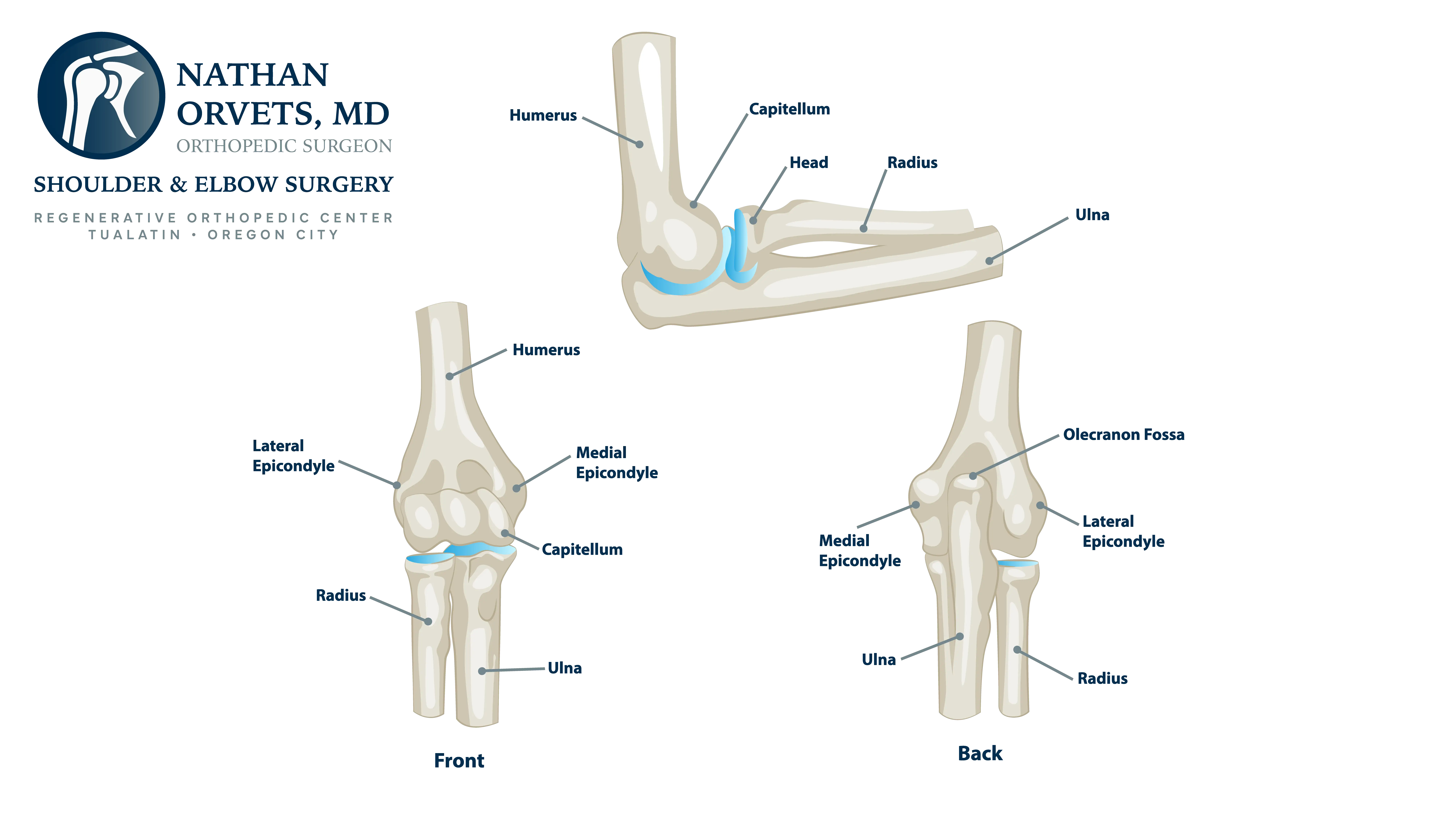 Anatomical Graphic of Elbow Anatomy