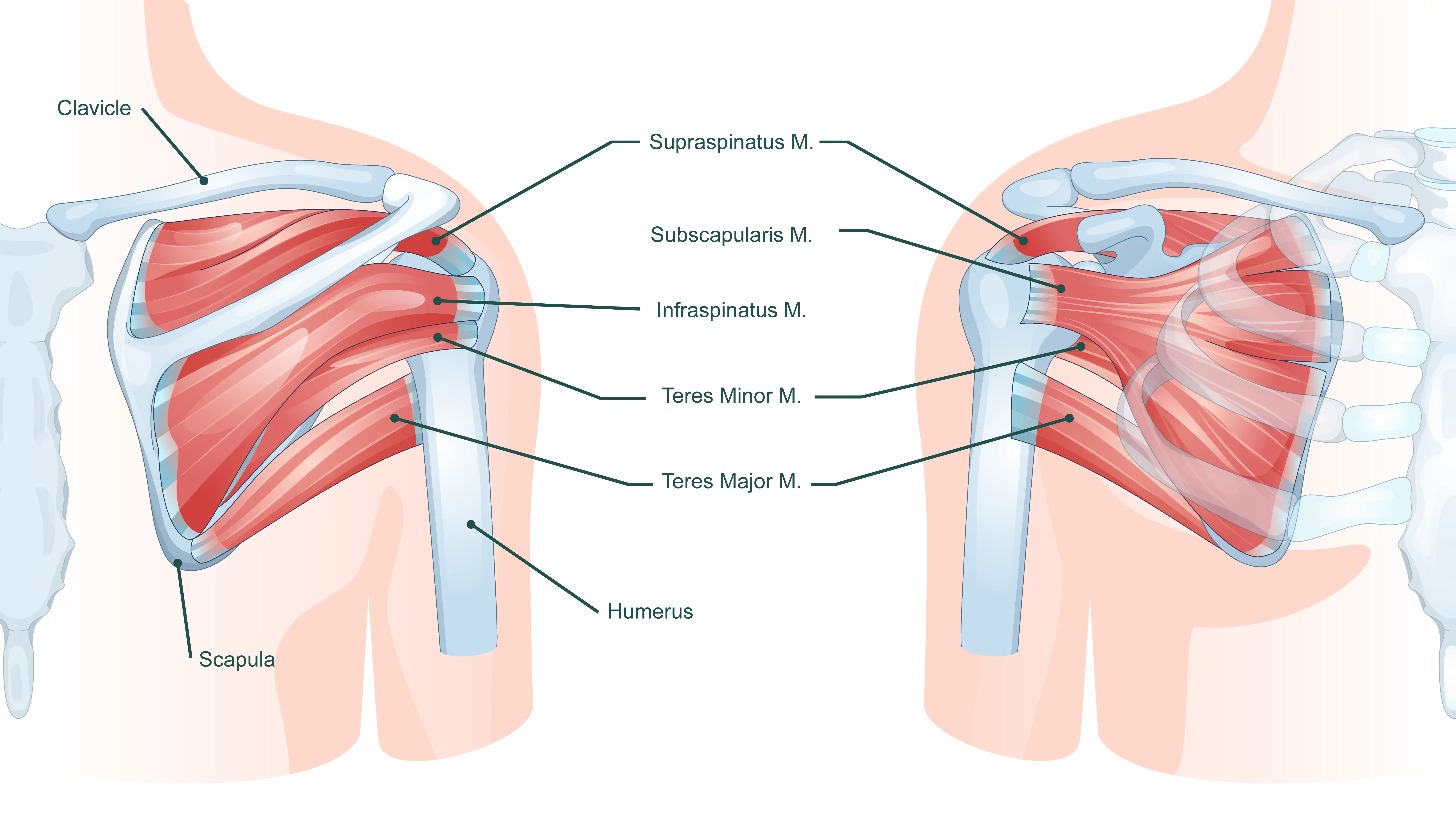 Anatomical graphic of Rotator Cuff Muscles