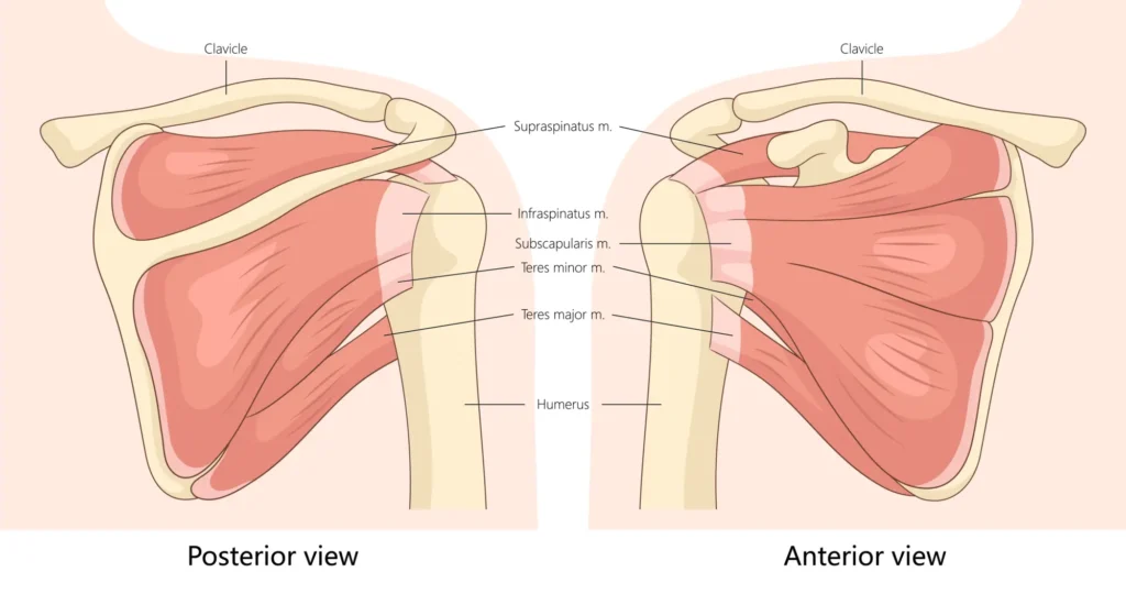 Diagram of the rotator cuff
