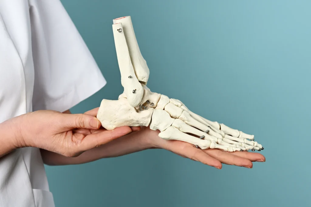 Doctor holding skeleton foot