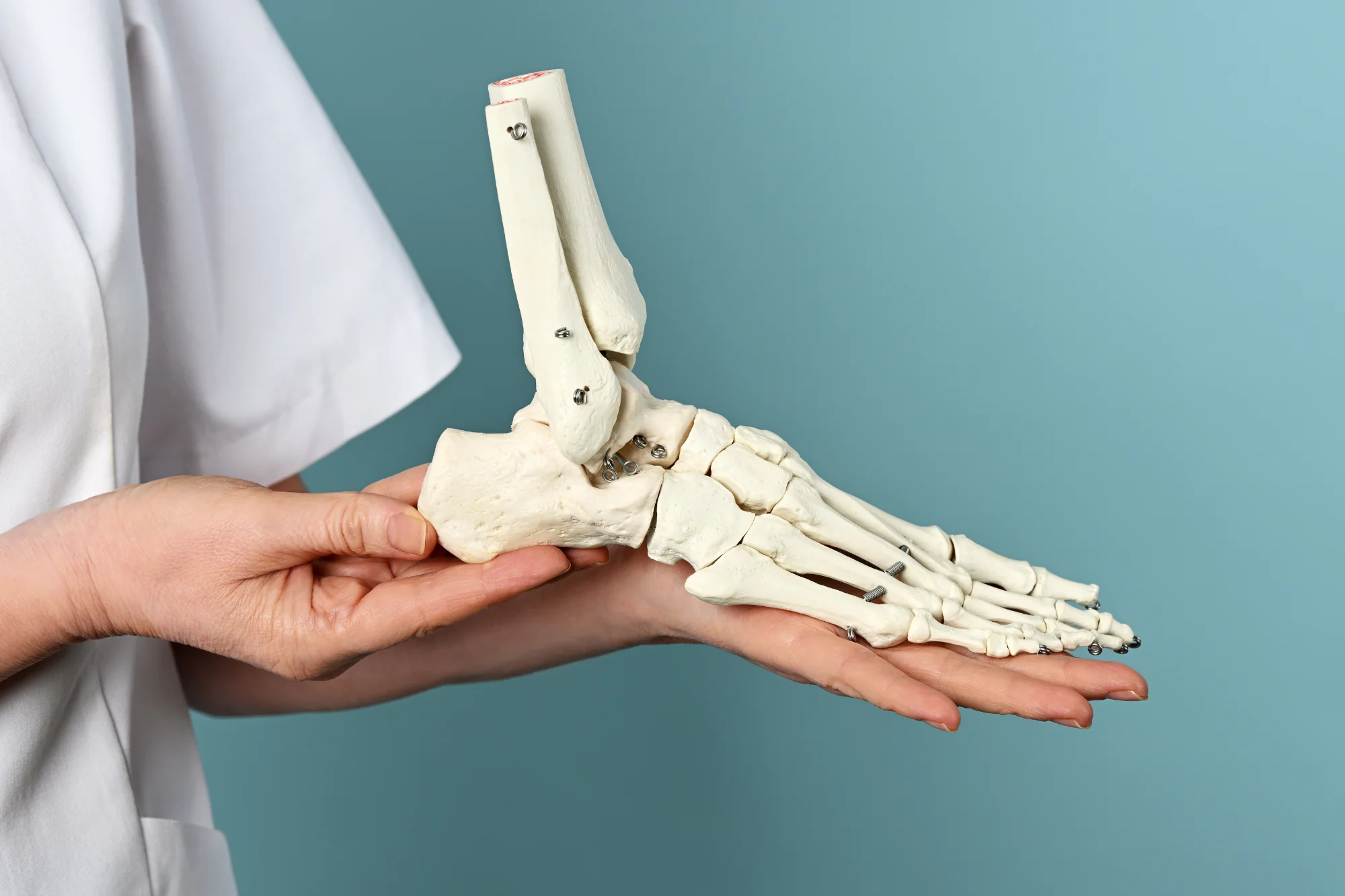 Doctor holding skeleton foot