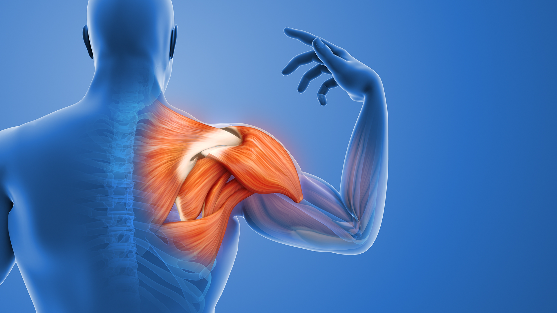 Anatomical graphic displaying shoulder pain 