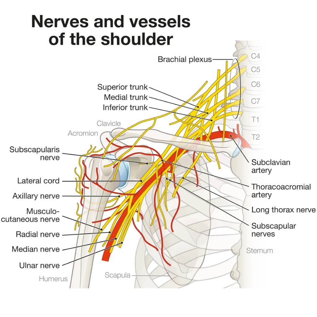 nerve diagram