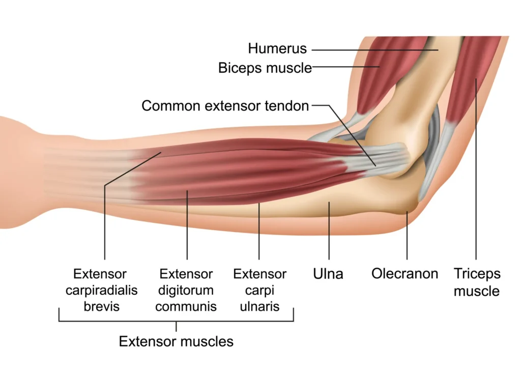elbow_anatomy_diagram_v01 The diagram of the elbow