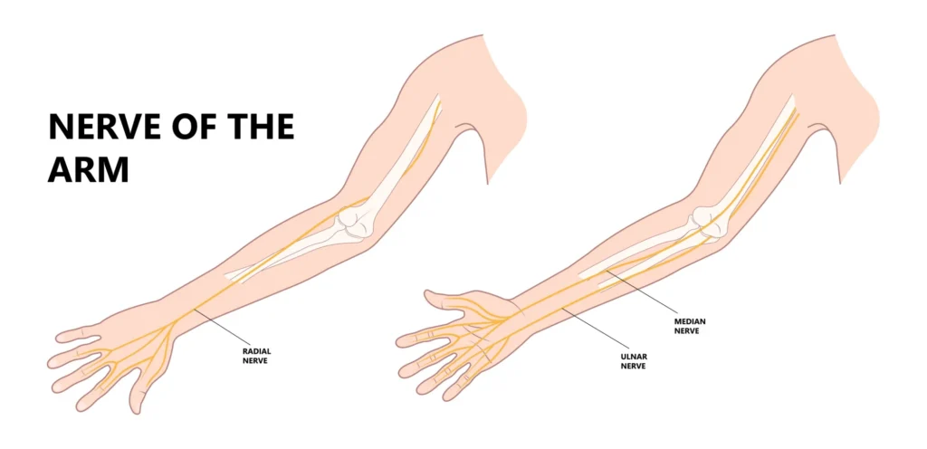 ulnar vs median nerve diagram